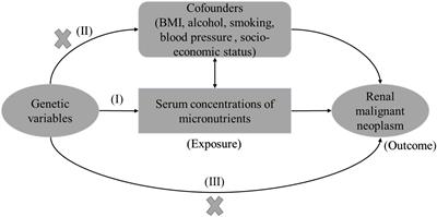 The causal effect of serum micronutrients on malignant kidney neoplasm in European descent